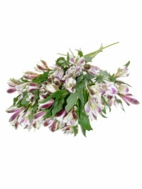 Alstroemeria Purple and White