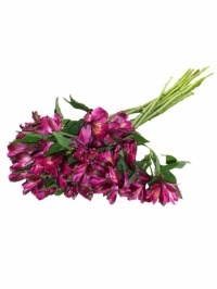 Alstroemeria Purple