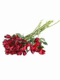 Alstroemeria Red