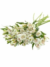 Alstroemeria White