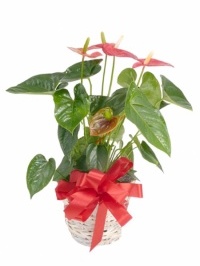 Anthurium Plant