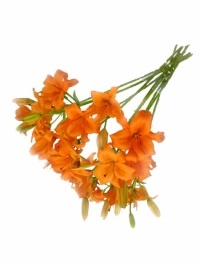 Asiatic Lilies Orange
