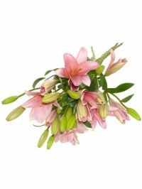 Asiatic Lilies Pink
