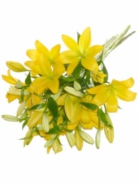 Asiatic Lilies Yellow