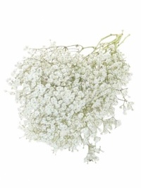 Babies Breath - Gypsophila