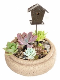 Bird House Succulent Garden