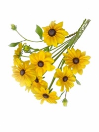 Black Eyed Susans