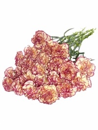 Carnation Varigated Burgundy and Yellow
