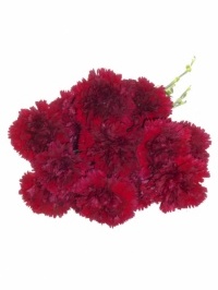 Carnation Burgundy