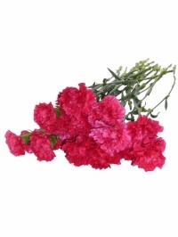 Carnations Hot Pink