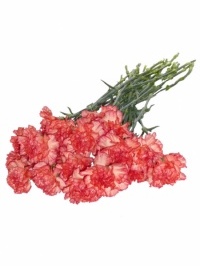 Carnations Orange