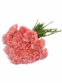 Carnations Medium Pink