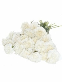 Carnations White