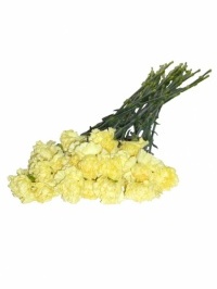 Carnations Yellow