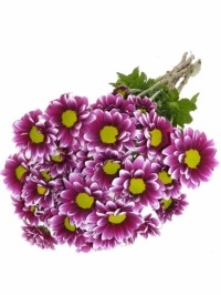 Daisy Varigated Purple and White