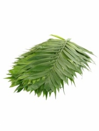 Emerald Palm Leaves