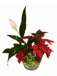 European Poinsettia Planter