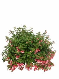 Hanging Fuchsia Planter