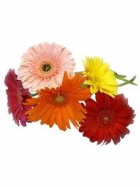 Gerbera Daisies