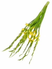 Gladiolas Yellow