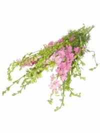 Larkspur Pink