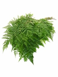 Leather Leaf Fern