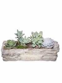Log Garden Of Succulents