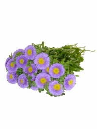 Matsumoto Asters Lavender