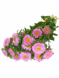 Matsumoto Asters Pink