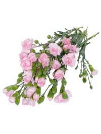 Mini Carnations Light Pink