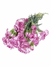 Mini Carnations Varigated Purple and White