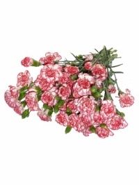 Mini Carnations Varigated Red and White