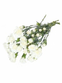 Mini Carnations White