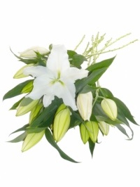 Oriental Lilies White