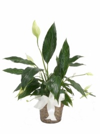 Peace Lily Plant