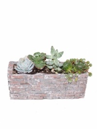 Petite Succulent Garden