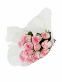 Rose Specials Pink