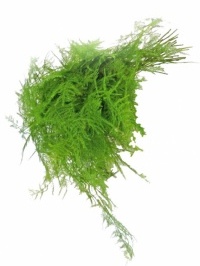 Plumosa