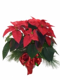 Poinsettia 