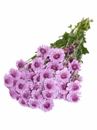 Button Chrysanthemum Lavender