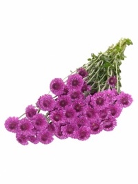 Button Chrysanthemum Purple