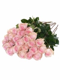 Roses Pink 60 cm