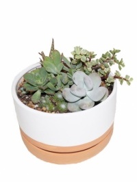 Clay pot and Saucer Succulent Garden