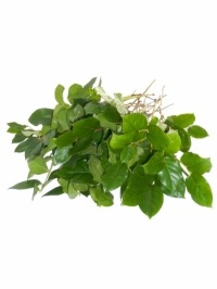 Salal