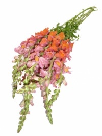 Snapdragons Varigated Orange and Pink