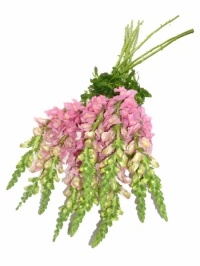 Snapdragons Pink