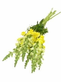 Snapdragons Yellow