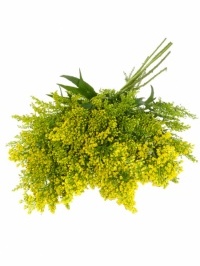 Solidago