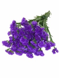 Satice Purple