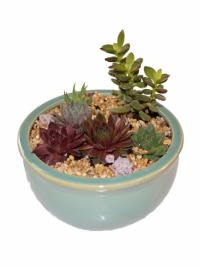 Succulent Bowl